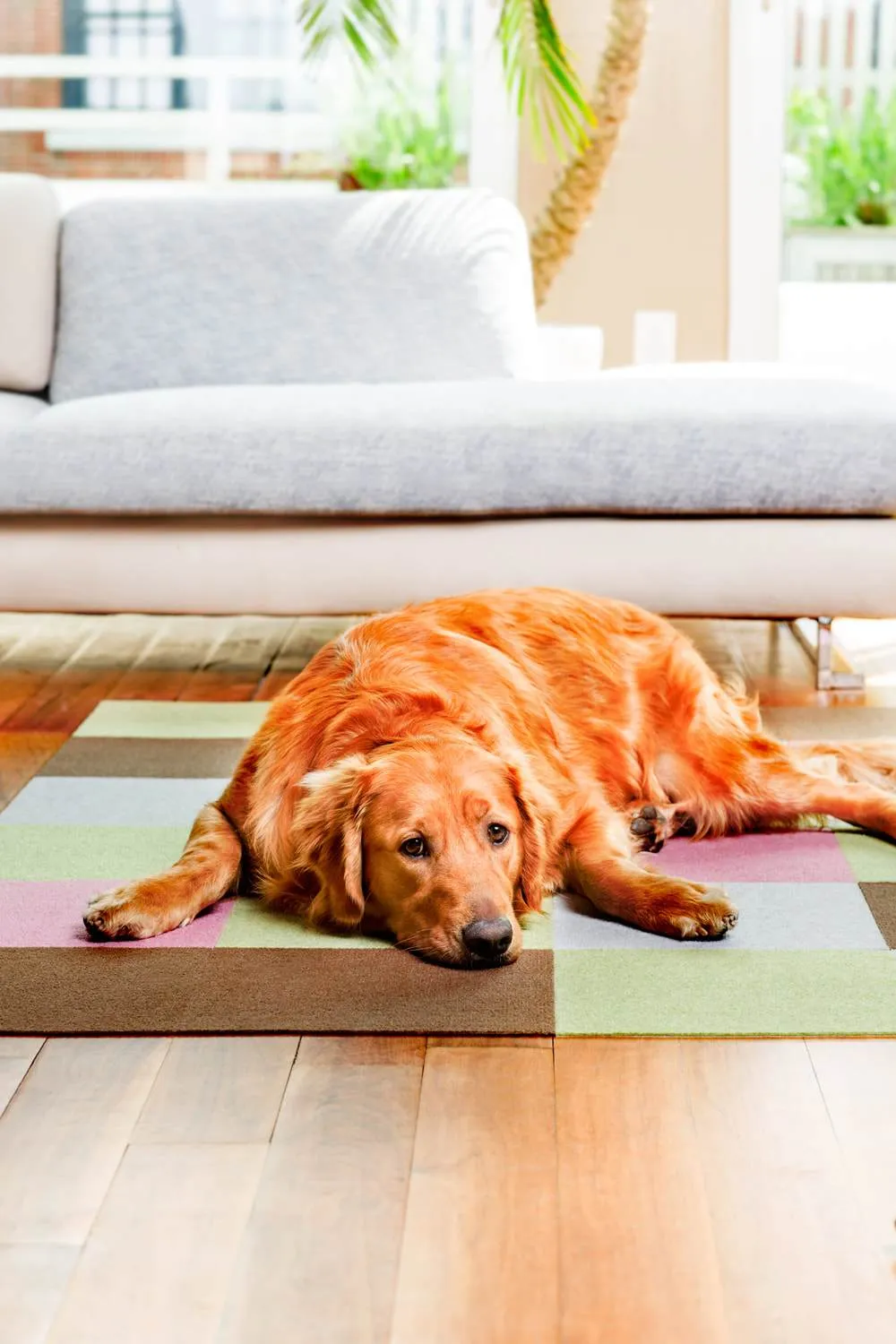 25% OFF: Triluc Non-Slip Washable & Water-Repellent Pet Mat (Beige 4-Piece)