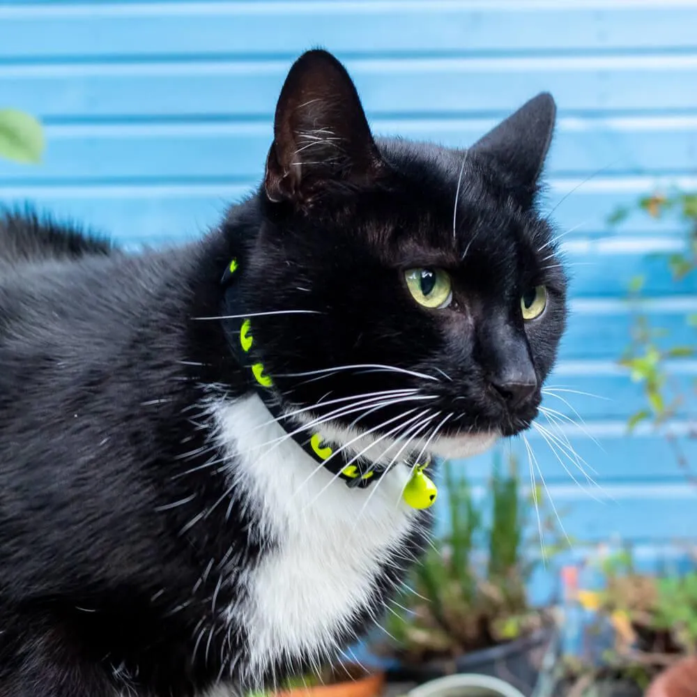 Black and Green Cat Eye Reflective Cat Collar