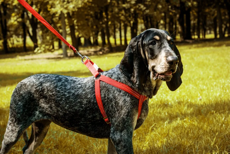 Bowl and Bone Active Red Dog Harness and Lead Set