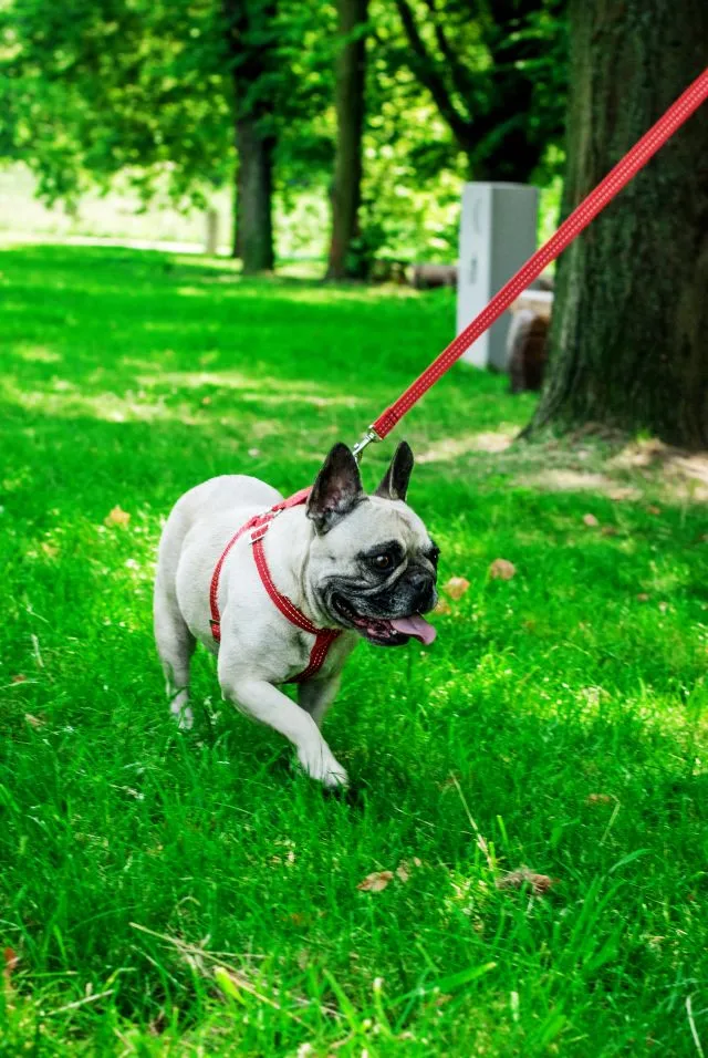 Bowl and Bone Active Red Dog Harness and Lead Set