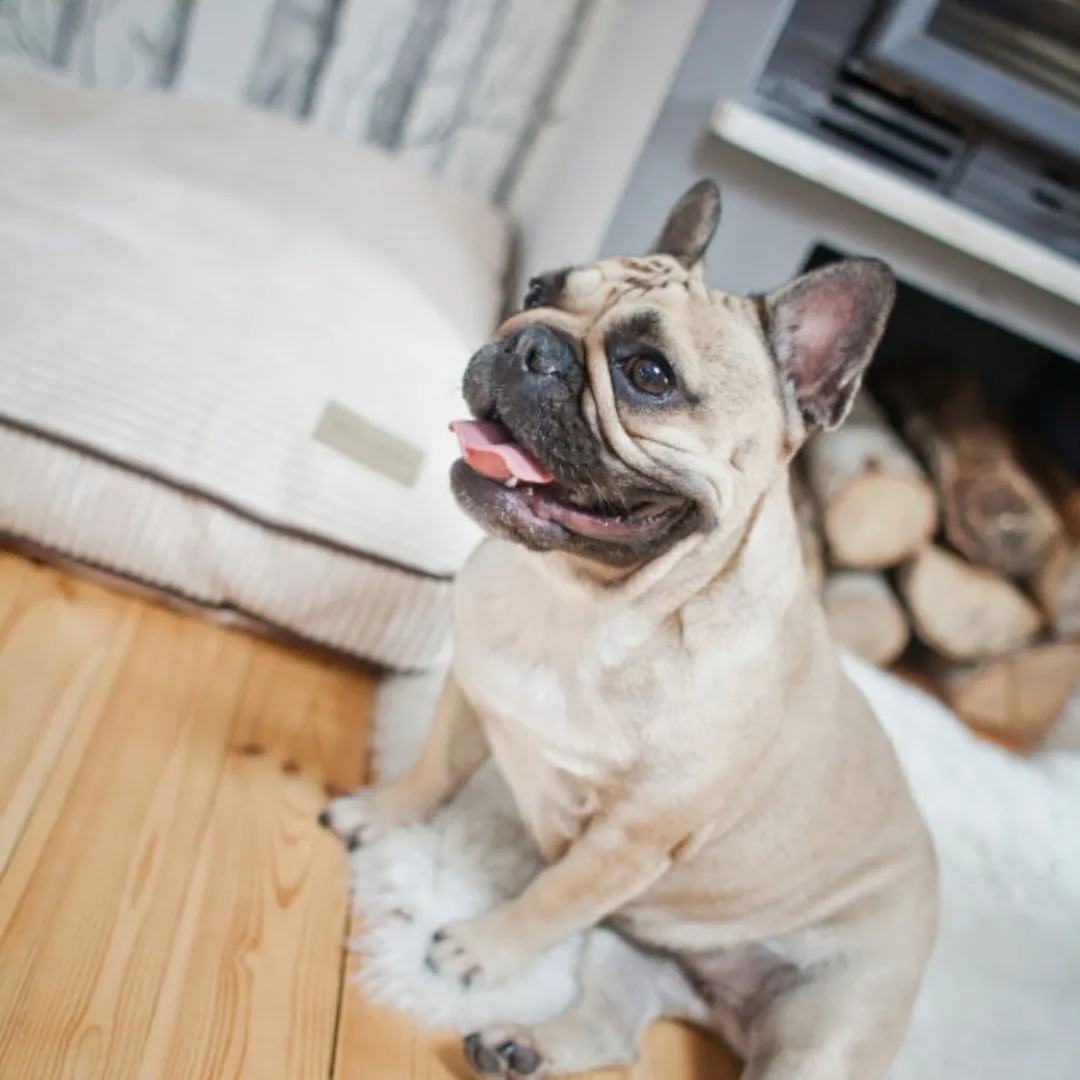 Bowl and Bone Deco Amber Dog Bed Cushion