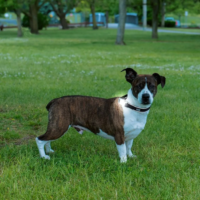 Comet LED Safety Collar