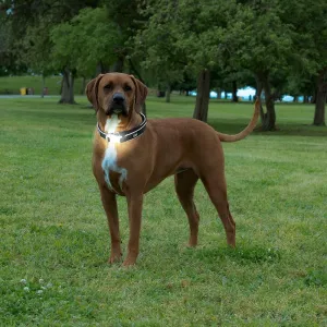 Comet LED Safety Collar