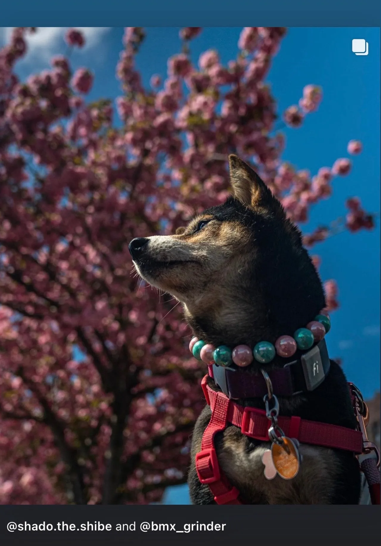 Cotton Candy Shine Bead Collar - SALE