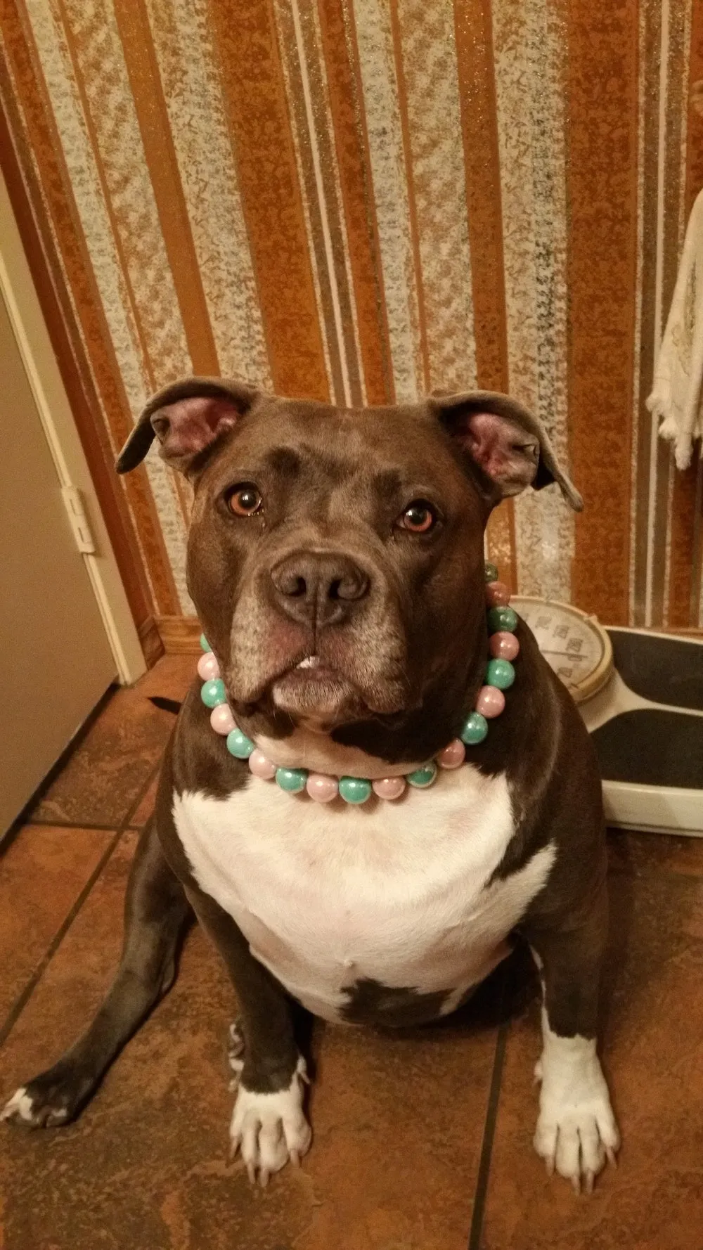 Cotton Candy Shine Bead Collar - SALE