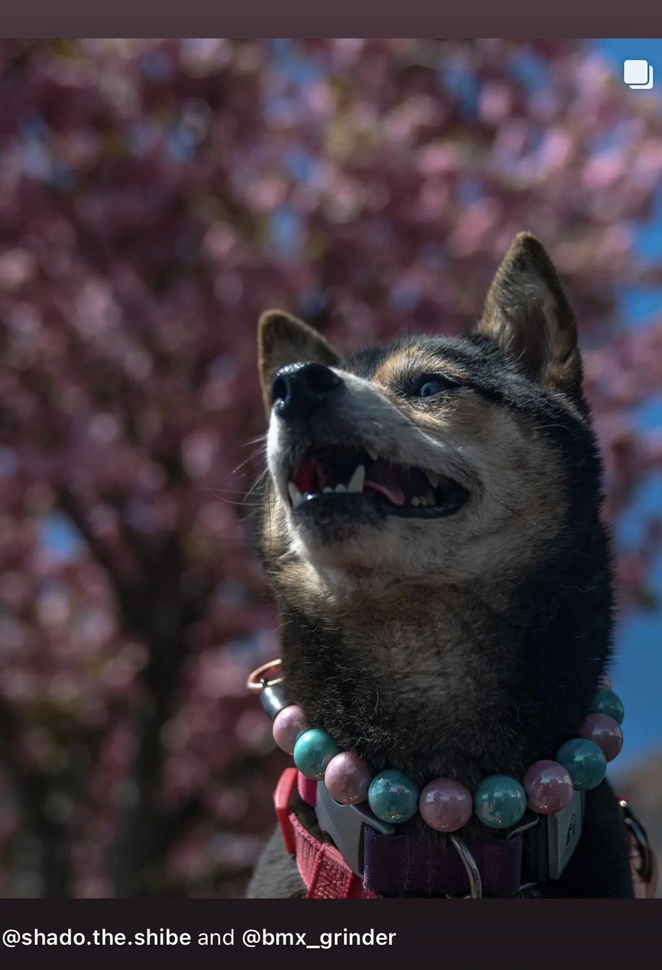 Cotton Candy Shine Bead Collar - SALE