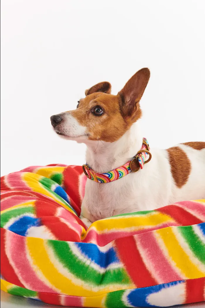 Dog Bed, Rainbow Spray