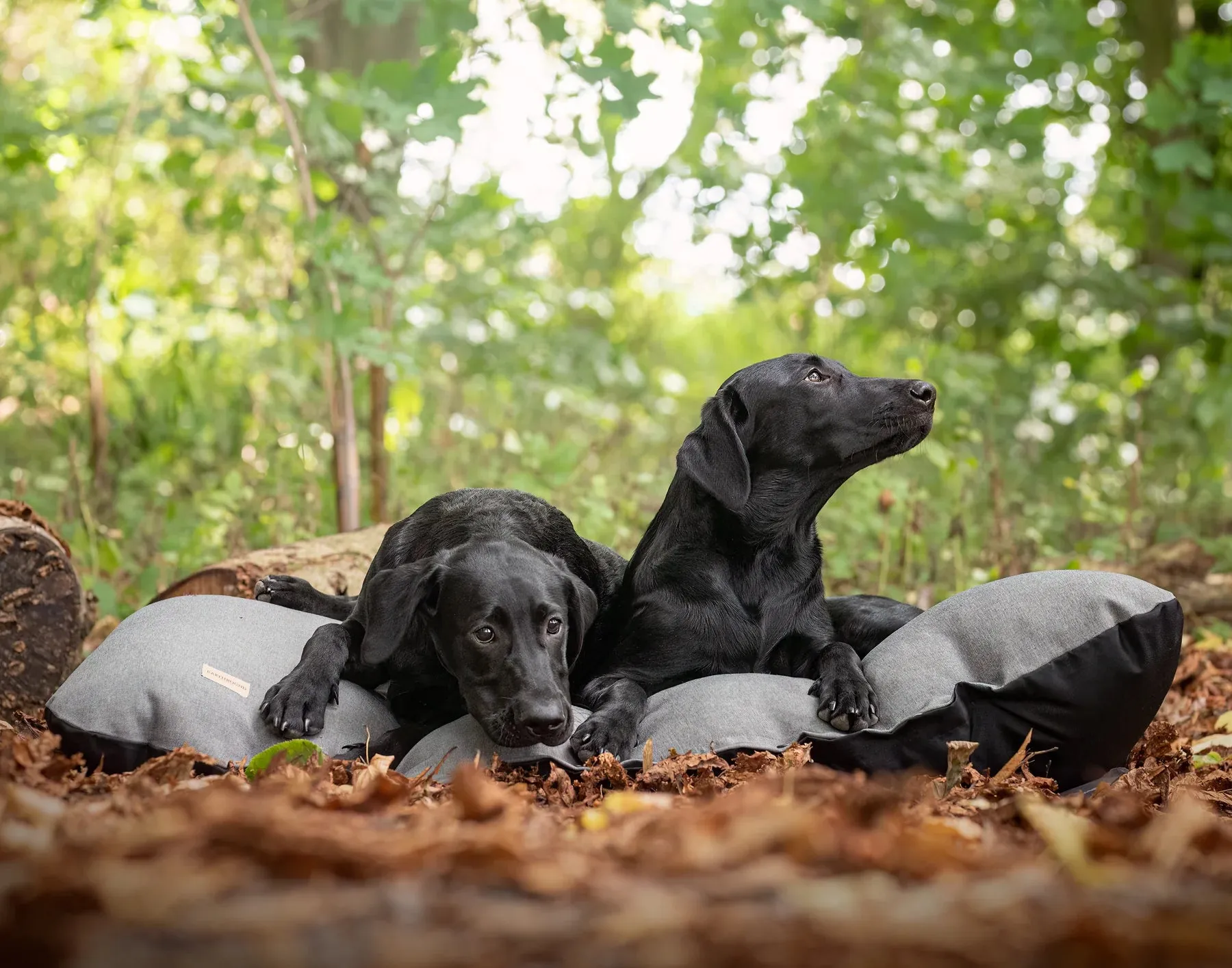 Earthbound Flat Cushion Morland Dog Bed