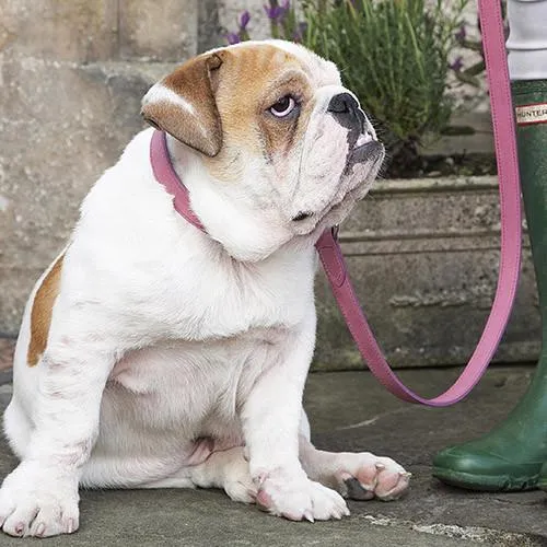 Heather Leather Dog Collar