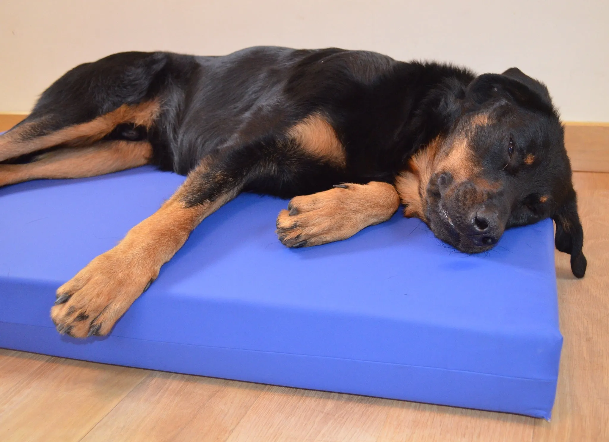 Incontinence Beds for Dogs