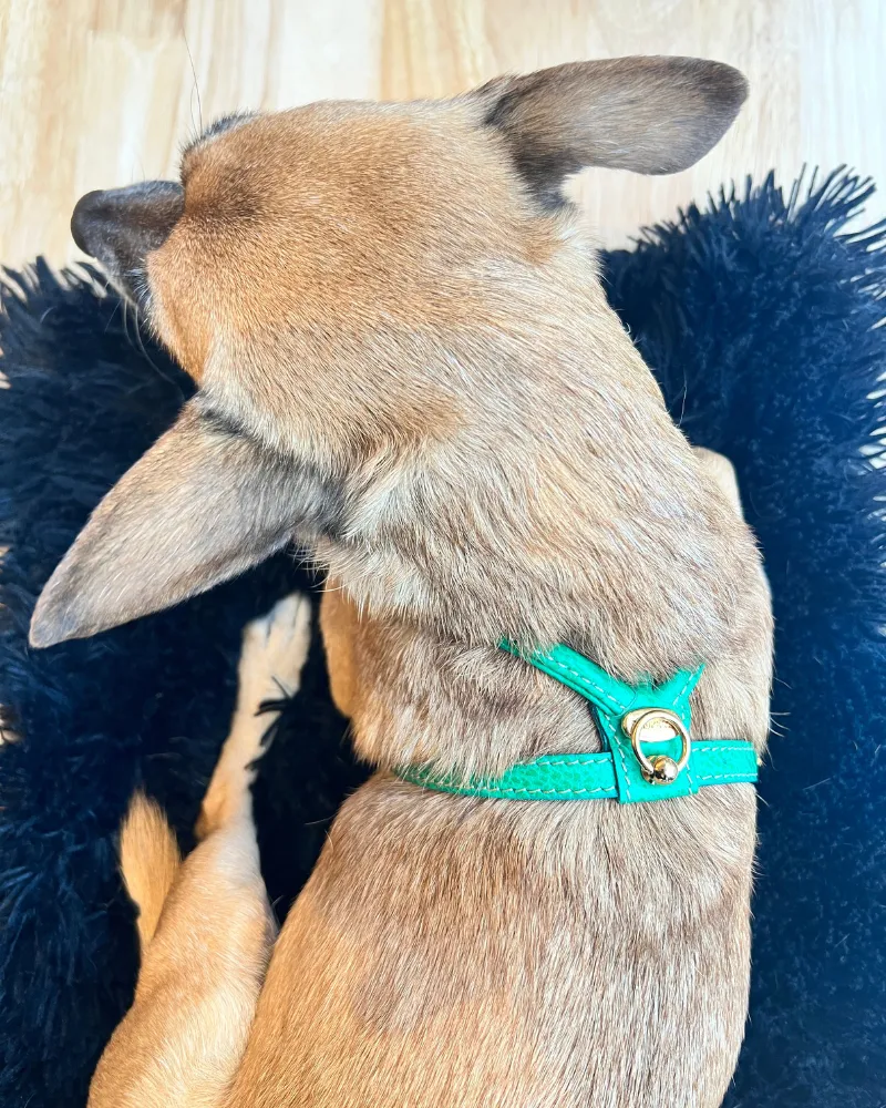 Italian Leather Dog Harness in Green