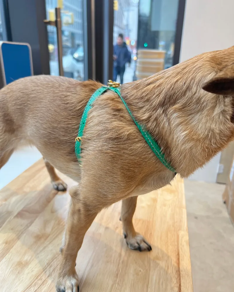 Italian Leather Dog Harness in Green