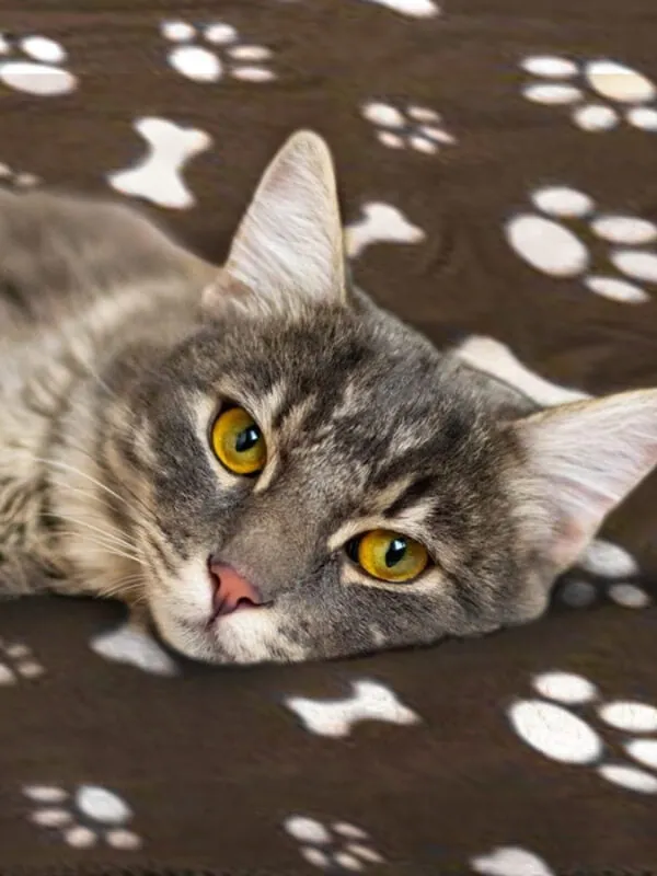 Large Pet Fleece Blanket with Paw Print