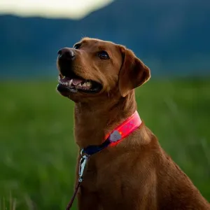 NITEDOG® LED COLLAR COVER - Pink