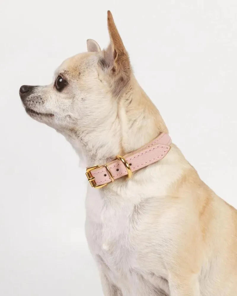 Small Dog Collar in Blush Pink Leather (Made in Italy) (FINAL SALE)